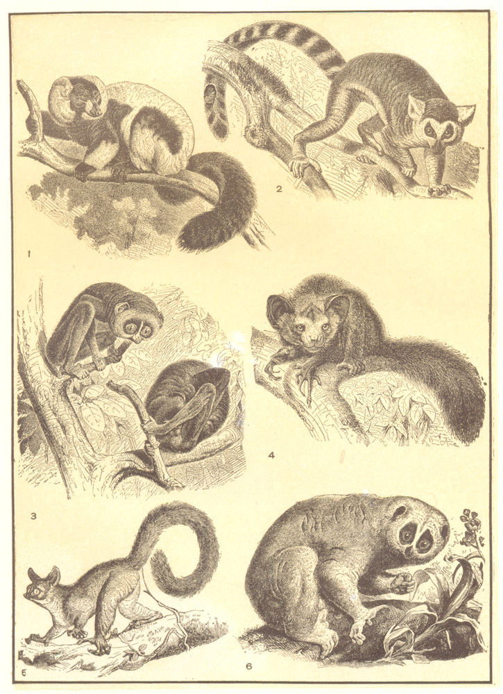 PRIMATES. Lemurs. Ruffed Ring-tailed Slender Loris Ayeaye Gt Galago Cmn 1907